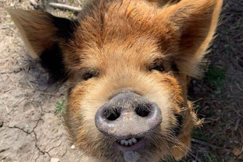 hutto-texas-kune-kune-pig-farm-visit