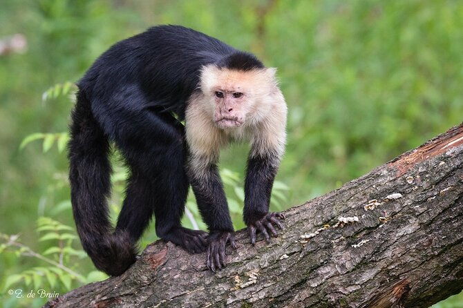 into-the-wild-a-volunteer-experience-with-monkey-reintroduction