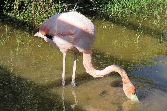 isabela-full-day-from-santa-cruz-with-tintoreras-flamingos
