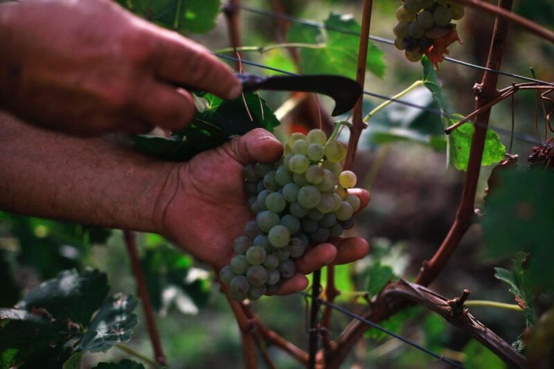 ischia-vineyard-tour-wine-tasting-experience-w-transfers