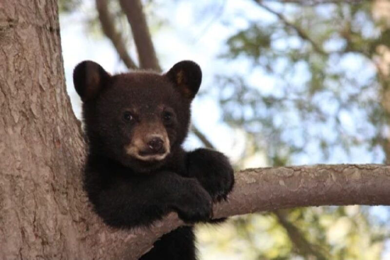 jackson-grand-teton-national-park-guided-wildlife-tour