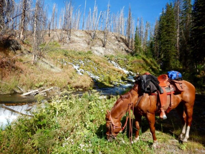 jackson-hole-dinner-cookout-bridger-teton-horseback-ride