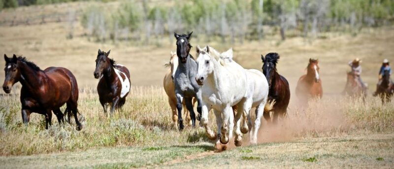 jackson-hole-teton-view-guided-horseback-ride-with-lunch