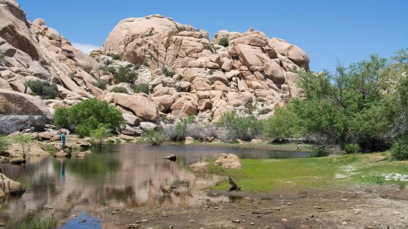 journey-into-joshua-tree-audio-driving-tour-and-local-guide