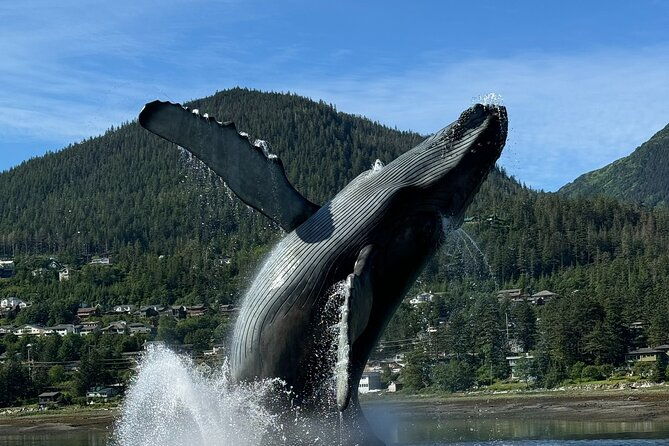 juneau-highlights-and-mendenhall-glacier-tour
