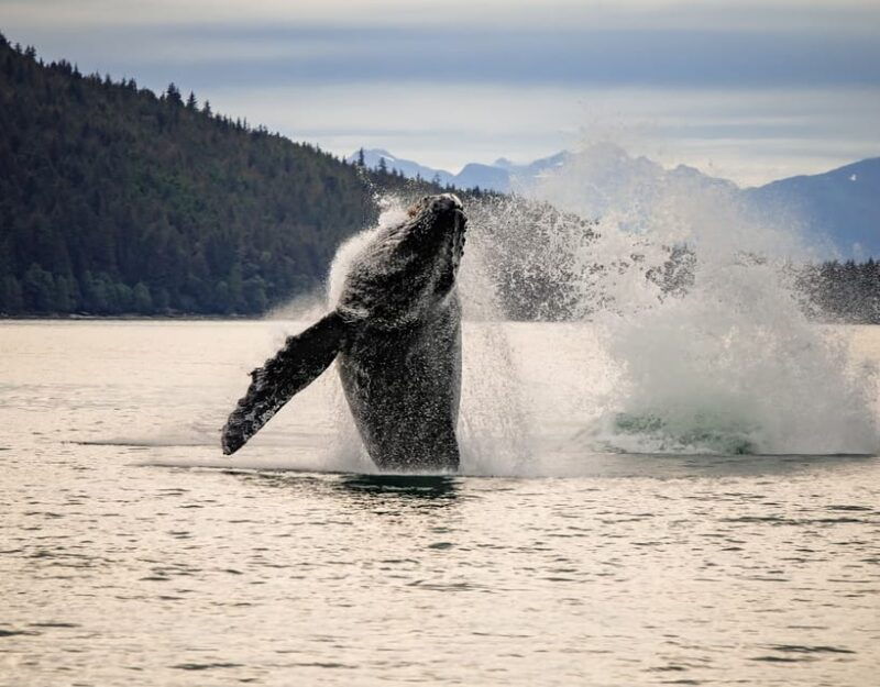 juneau-mendenhall-glacier-waterfall-whale-watching-tour