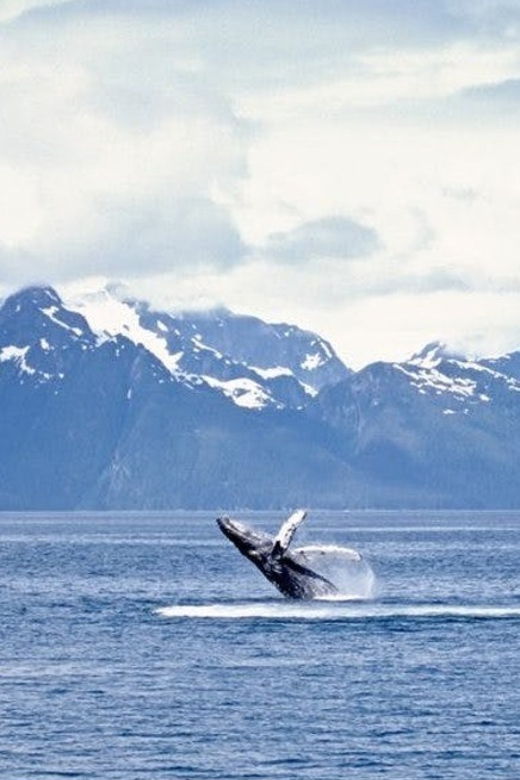 juneau-whale-watching-and-mendenhall-glacier-day-trip