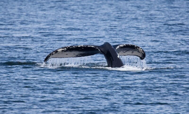juneau-whale-watching-and-wildlife-cruise-with-local-guide