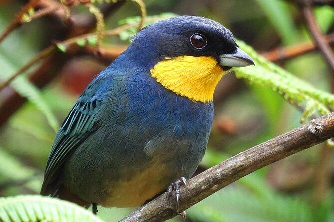 jungle-tour-bird-watching-and-local-fauna-from-guatape