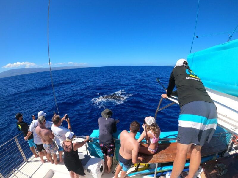 kaanapali-whale-watching-cruise-with-open-bar