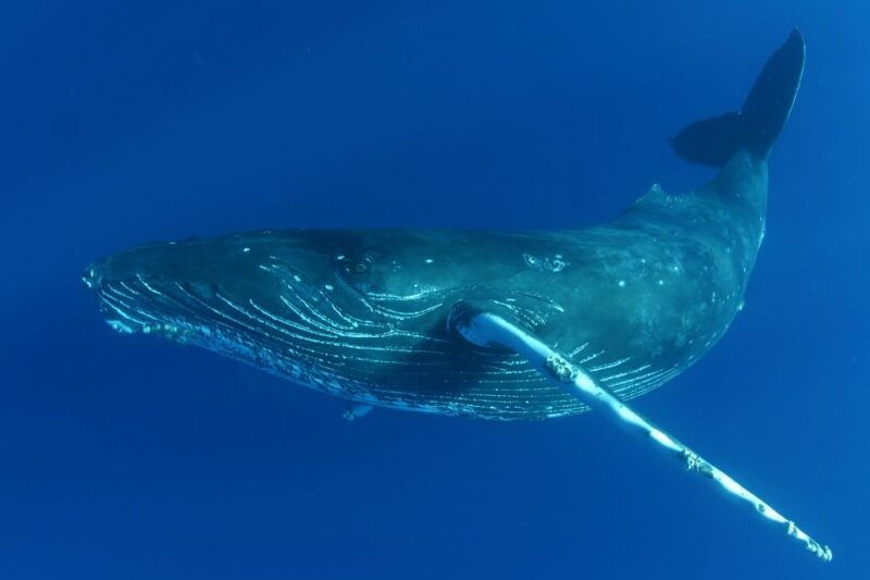 kailua-kona-humpback-whale-watching-adventure-cruise