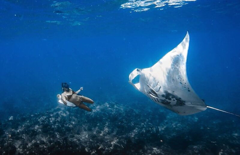kailua-kona-manta-ray-snorkeling-with-hot-cocoa