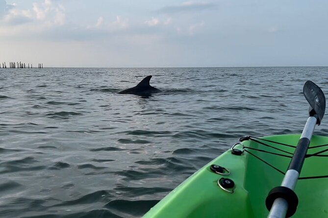 kayak-dolphin-experience-in-virginia-beach-must-know-how-to-swim