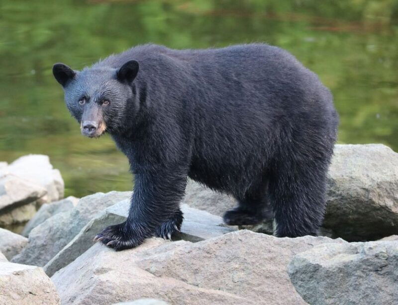 ketchikan-potlatch-park-city-and-wildlife-private-van-tour