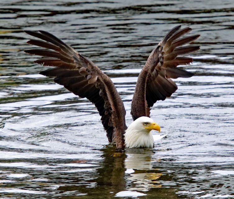 ketchikan-totem-pole-wildlife-city-trolley-tour