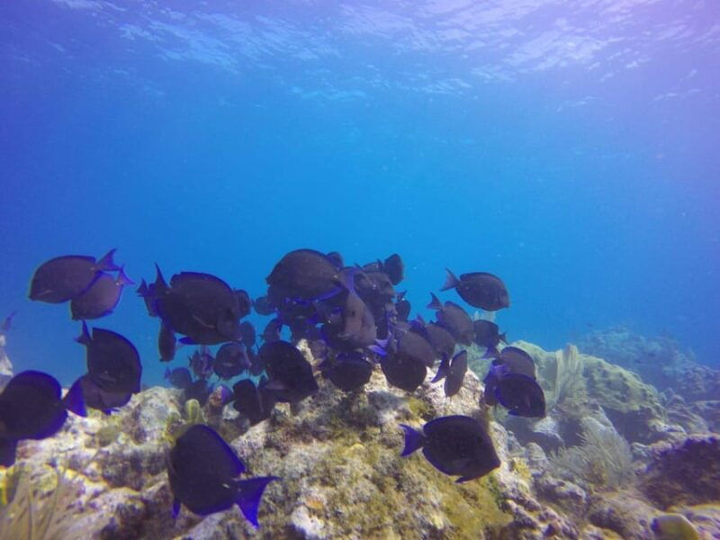 key-largo-scuba-refresher-course