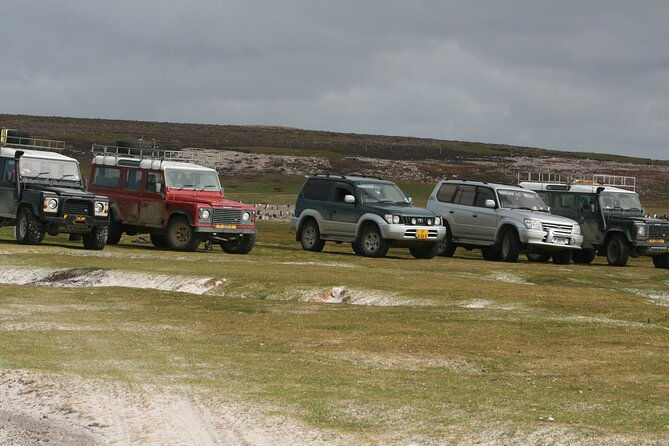 king-penguin-safari4x4-adventure-to-volunteer-point-falkland