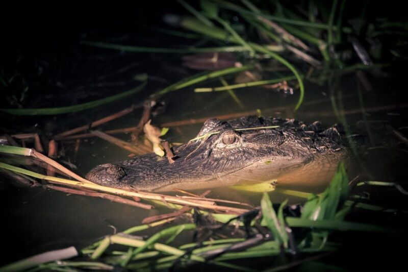 kissimmee-boggy-creek-airboats-adventures-night-tour-ticket
