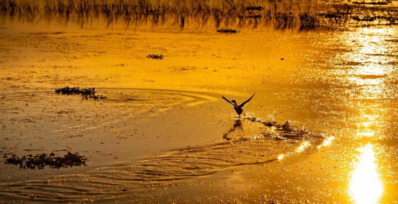 kissimmee-boggy-creek-sunset-airboat-tour