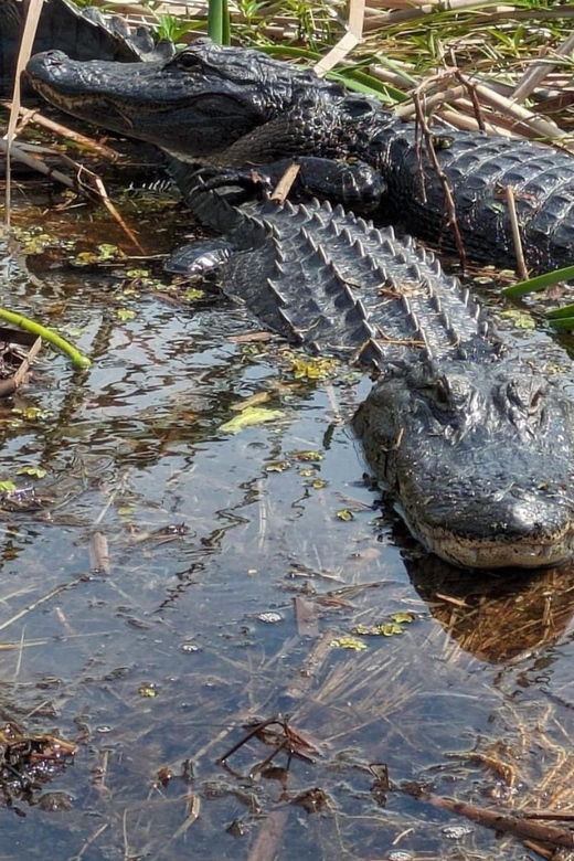 kissimmee-everglades-alligator-and-wildlife-airboat-tour