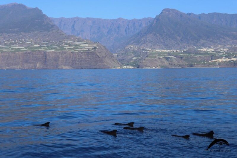 la-palma-3-hour-dolphin-and-whale-watching-experience