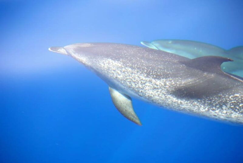 la-palma-bussard-premium-tour-marine-biology-nature