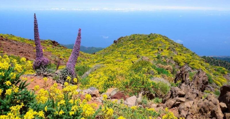 la-palma-guided-trekking-tour-to-el-roque-de-los-muchachos
