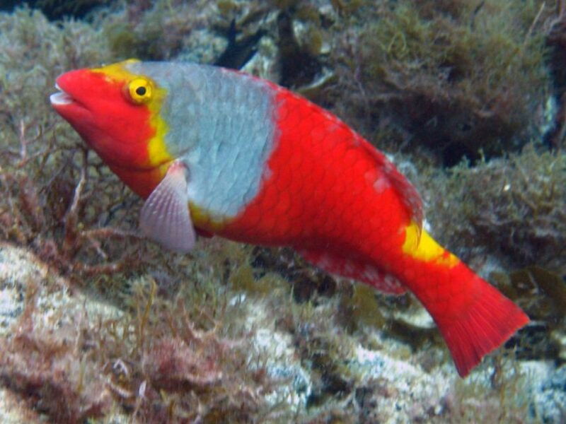 la-palma-ssi-try-scuba-program