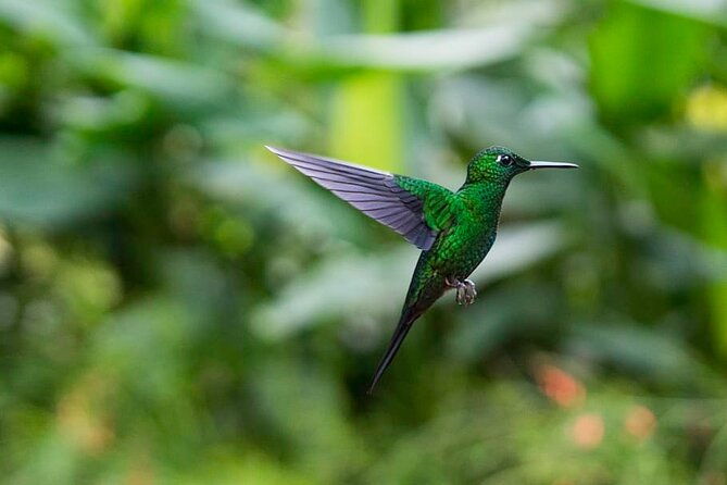 la-paz-waterfall-gardens-and-tabacon-hot-springs-private-day-tour-from-san-jose