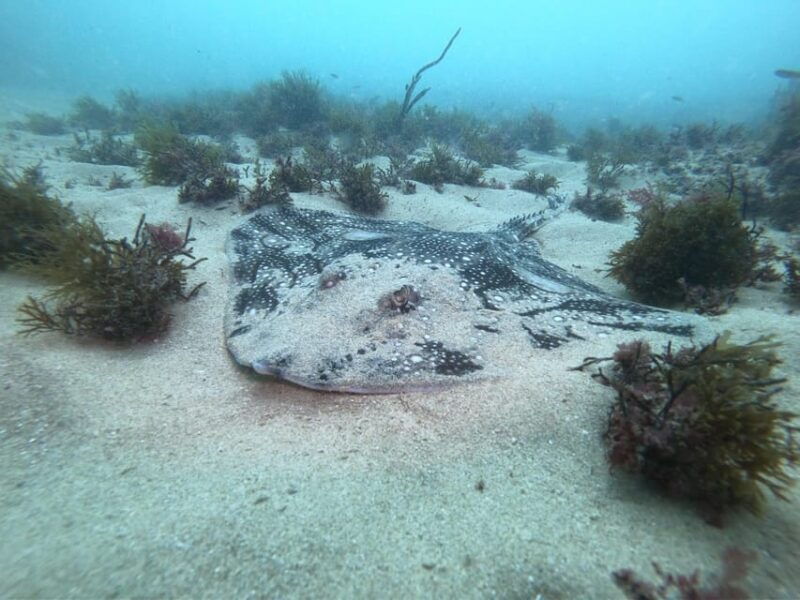 lagos-2-dives-on-the-local-reefs-for-certefid-divers-only