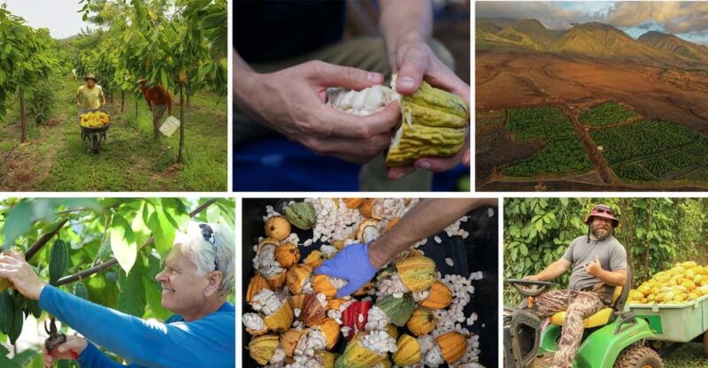 lahaina-maui-kuia-estate-guided-cacao-farm-tour-tasting