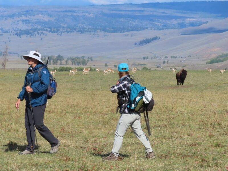 lamar-valley-safari-hiking-tour-with-lunch