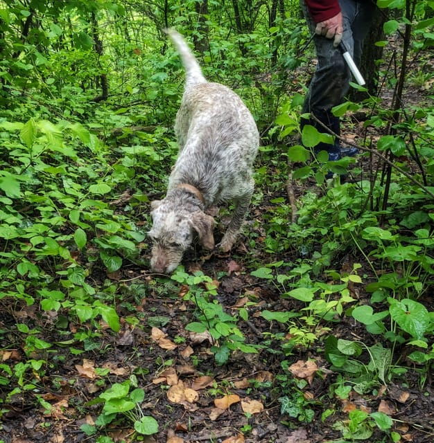 langhe-truffle-hunt-and-wine-tasting-in-a-cellar