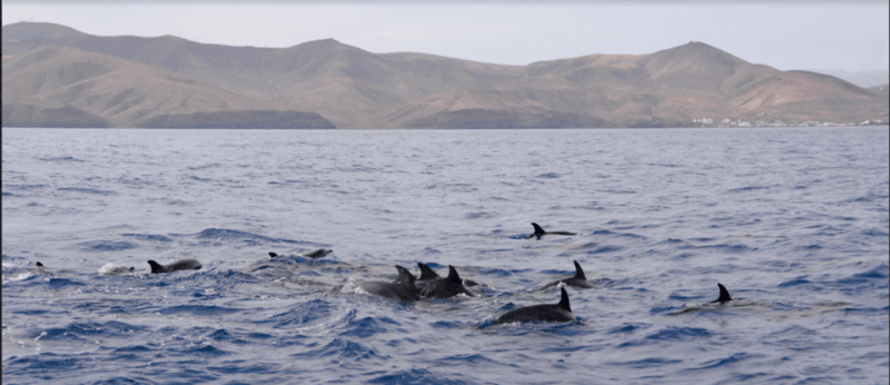 lanzarote-sea-safari-experience