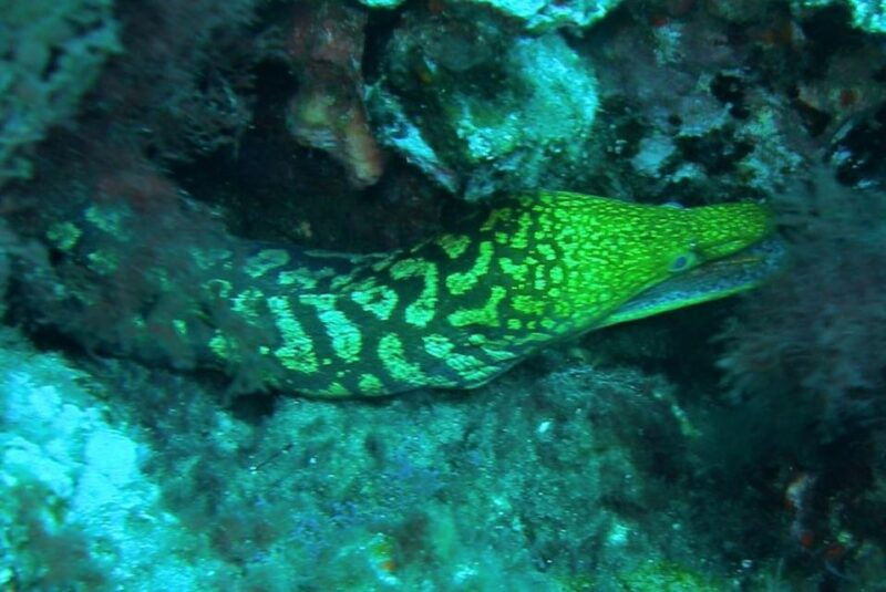 las-canteras-scuba-diving