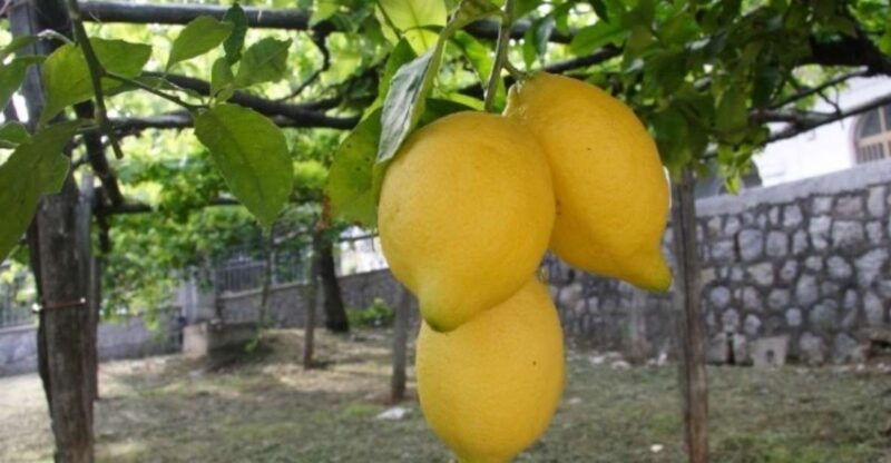 lemon-experience-with-limoncello-demonstration