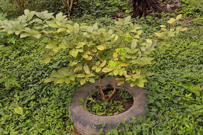 liberia-sightseeing-and-tree-planting-at-a-local-farm