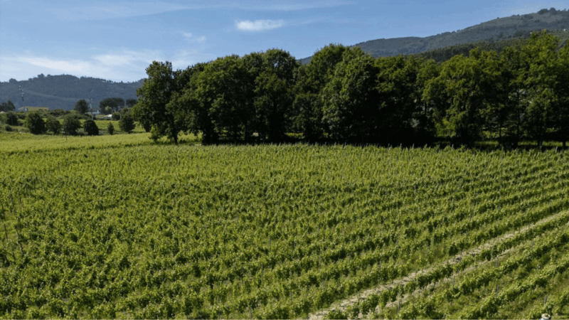 lima-valley-walk-with-wine-tasting-and-local-gastronomy