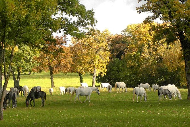 lipica-stud-farm-private-experience-from-koper