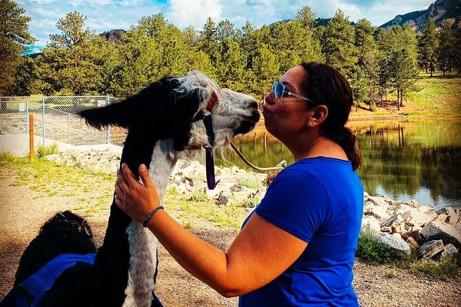 llama-to-lunch-in-the-rocky-mountains
