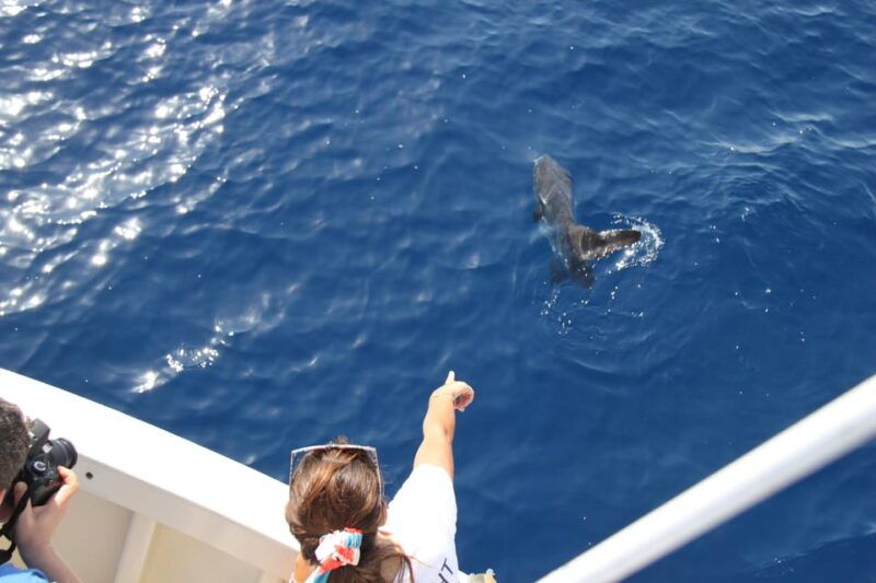 loano-pelagos-sanctuary-wildlife-cruise-with-guide