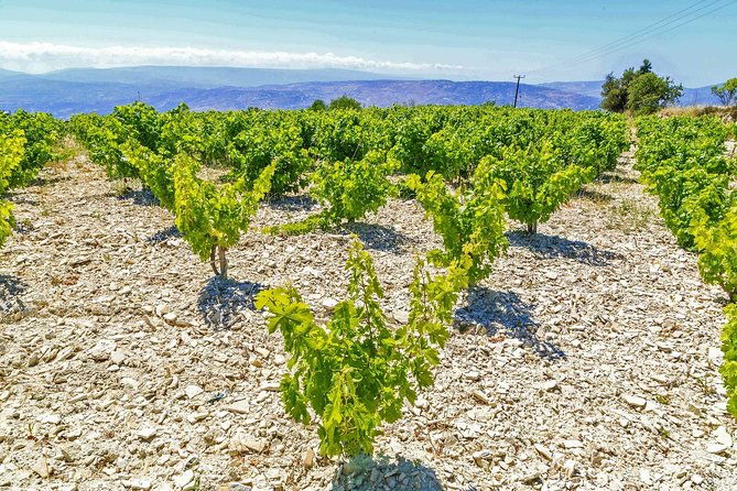 local-wineries-tour-with-wine-testing-from-paphos