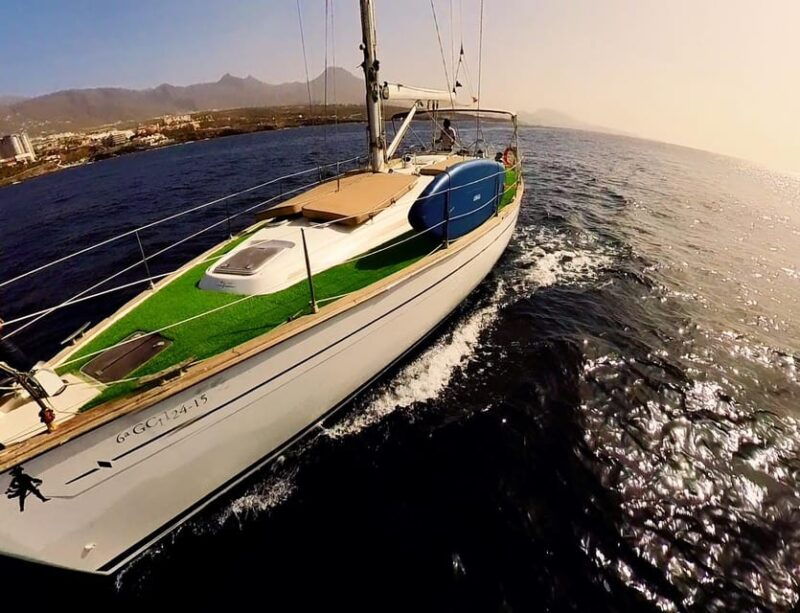 luxury-dolphin-boat-excursions-from-puerto-colon-tenerife