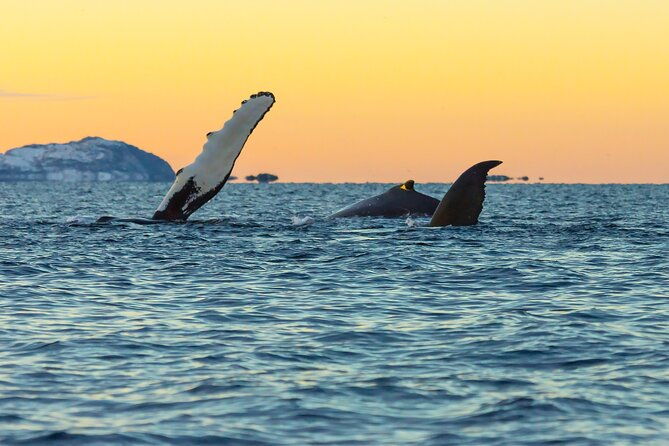 luxury-whale-watching-from-tromso-small-group-and-local-guide