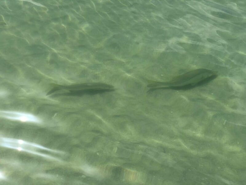 madeira-beach-egmont-key-snorkeling-and-dolphin-cruise