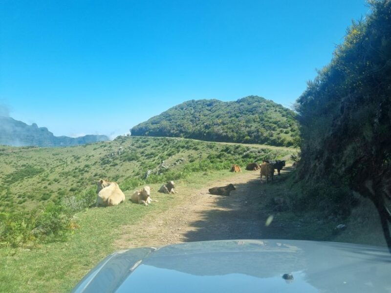 madeira-picturesque-peaks-and-skywalk-private-4x4-jeep-tour
