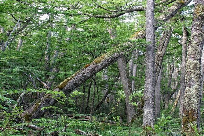 magallanes-national-reserve-hiking-from-punta-arenas