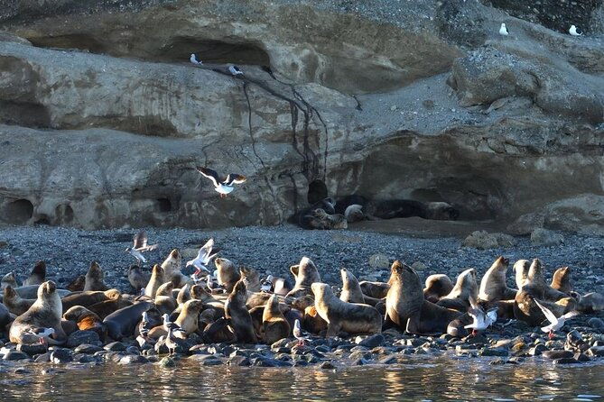 magdalena-island-penguin-boat-tour-and-marta-island