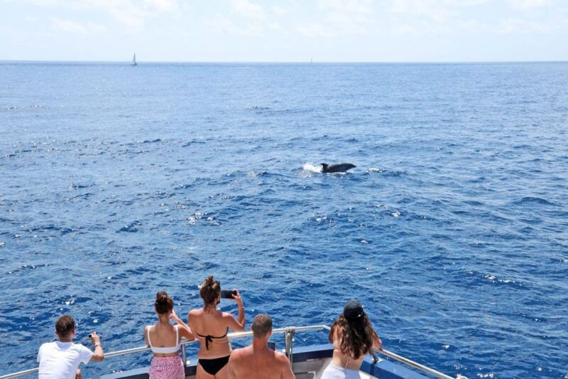 mallorca-2-hour-dolphin-watching-cruise-glass-bottom-boat