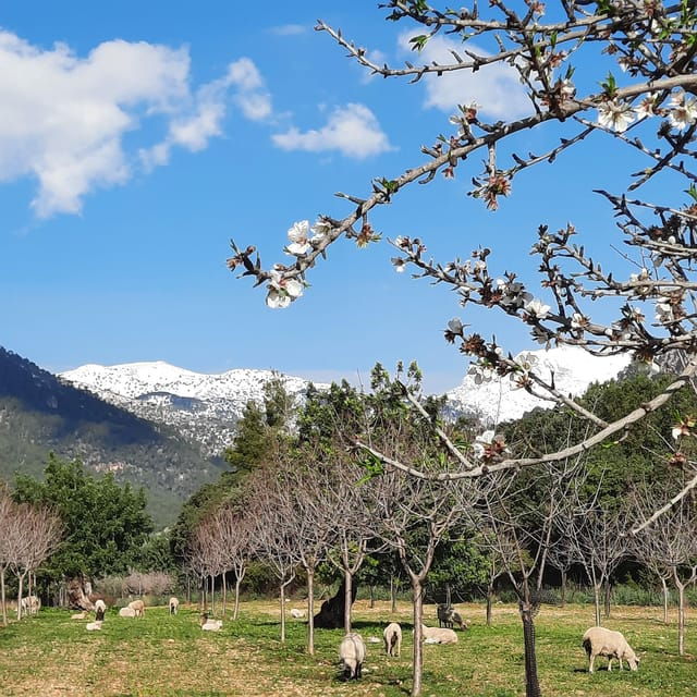 mallorca-almond-blossom-minivan-tour-with-tasting-german